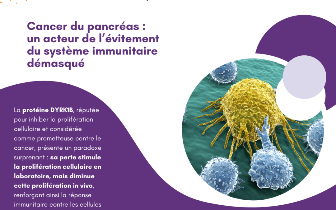 Cancer du pancréas : un acteur de l’évitement du système immunitaire démasqué 